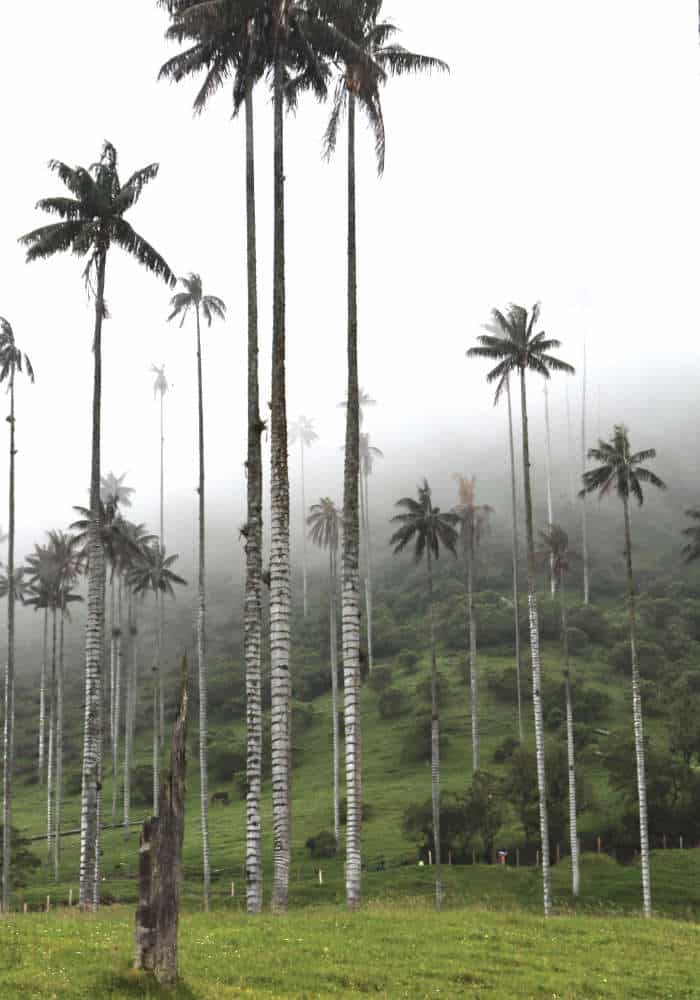 Blick durch Nebel zu Wachspalmen in Kolumbien